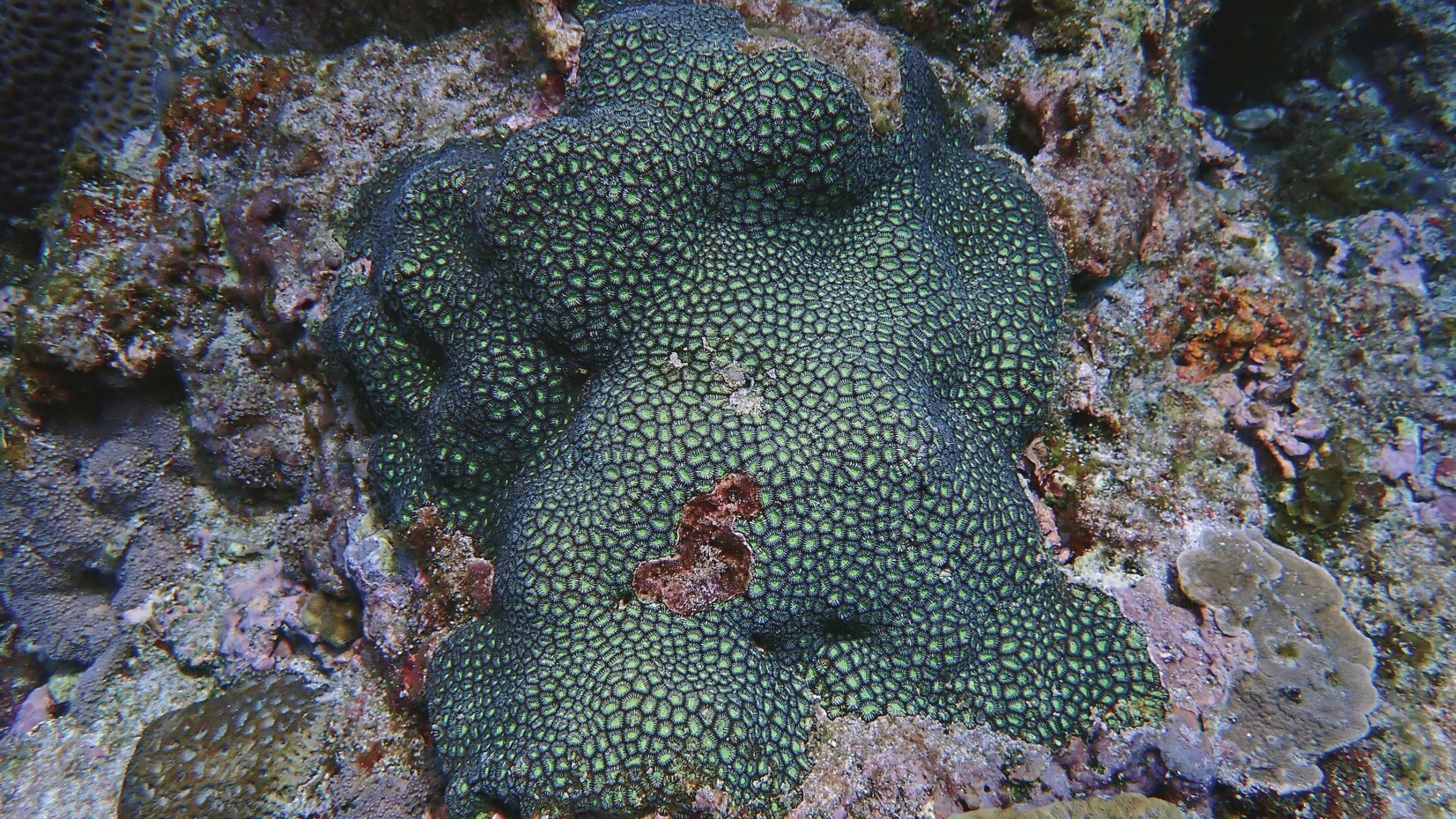 Porites corals